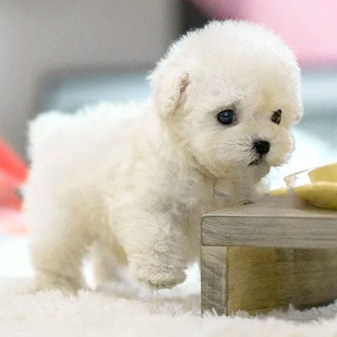 Norvo | Nicoo Interactive Realistic Puppy Robot Toy for Kids