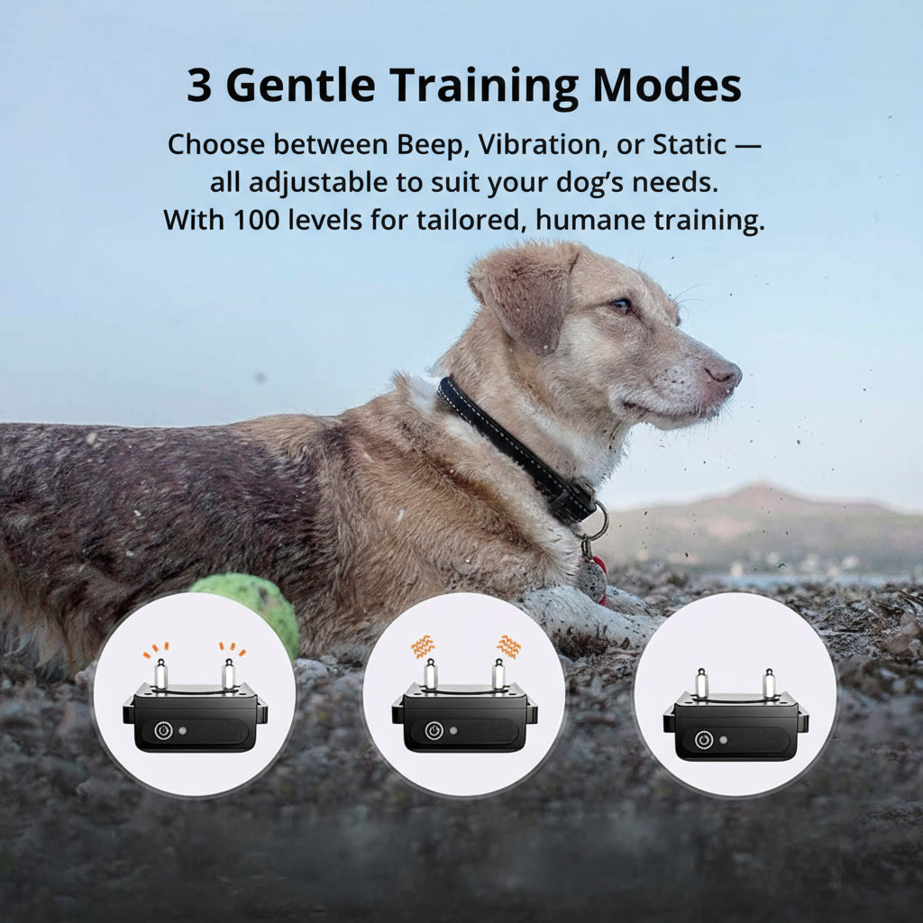 Charly | 1000m Waterproof Dog Training Collar | Rechargeable, Remote Control & Adjustable for Small, Medium, and Large Dogs