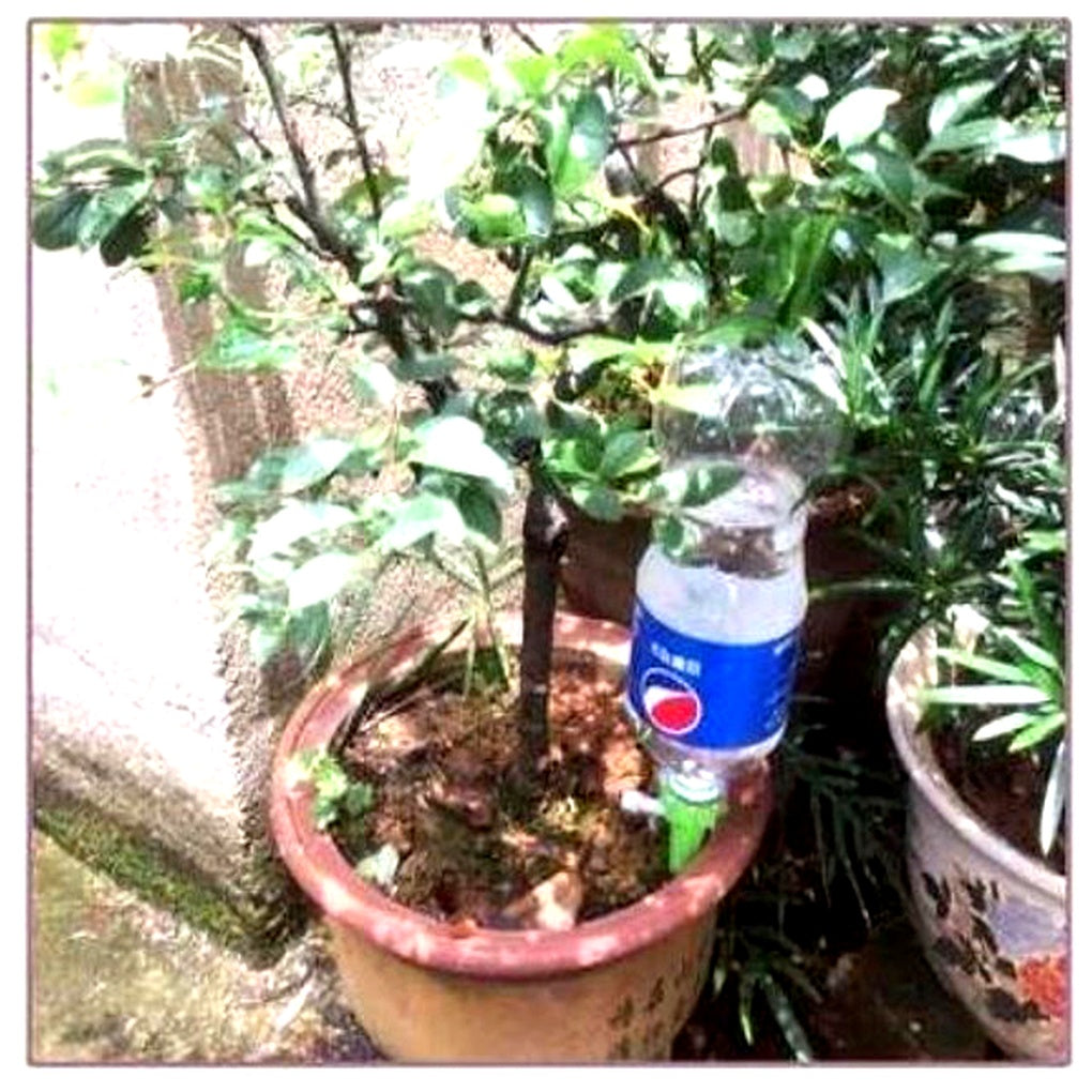 Charly | Automatic Plant Waterer - Adjustable Flow Garden Aid Spikes