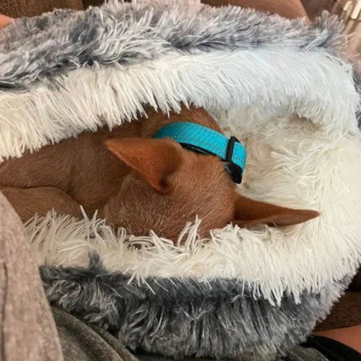 Charly | Cozy Cave Pet Bed | Calming & Comfortable Dog Bed for Deep Relaxation