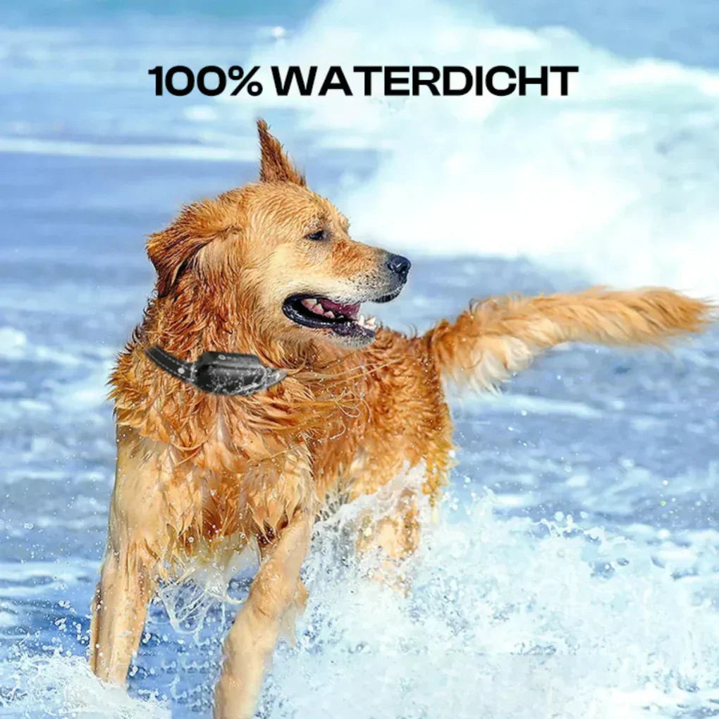 Charly | Dog Training Collar with Remote Control