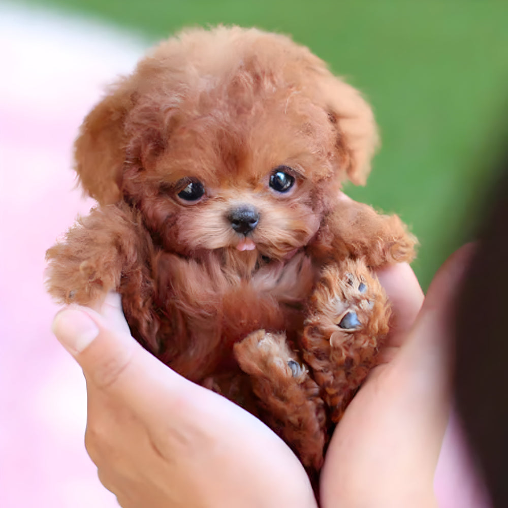 Norvo | Nicoo Interactive Realistic Puppy Robot Toy for Kids