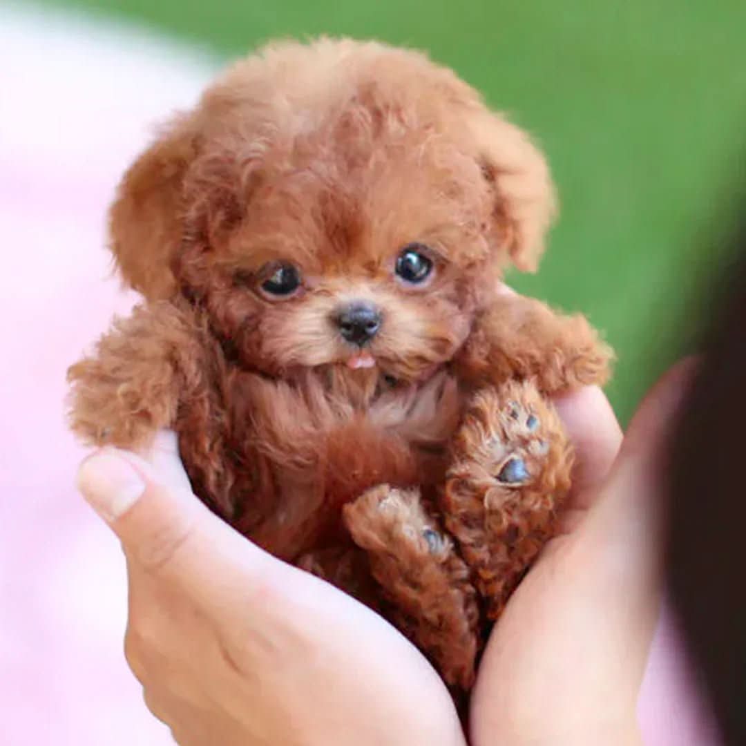 WUFFIMOTION – Movable Plush Dog for Kids for Playful Cuddle Fun